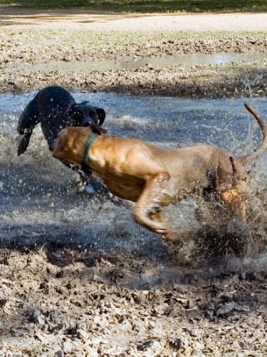 Alameda Dog Park