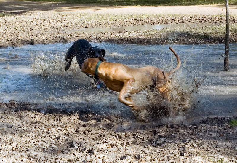 Alameda Dog Park - Alameda, CA