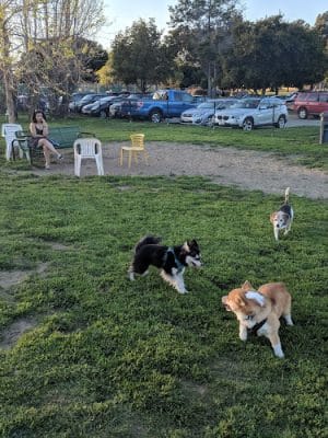 Alameda Dog Park