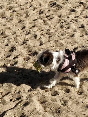 Alameda Dog Park