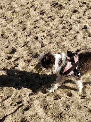 Alameda Dog Park