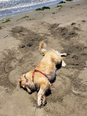 Alameda Dog Park
