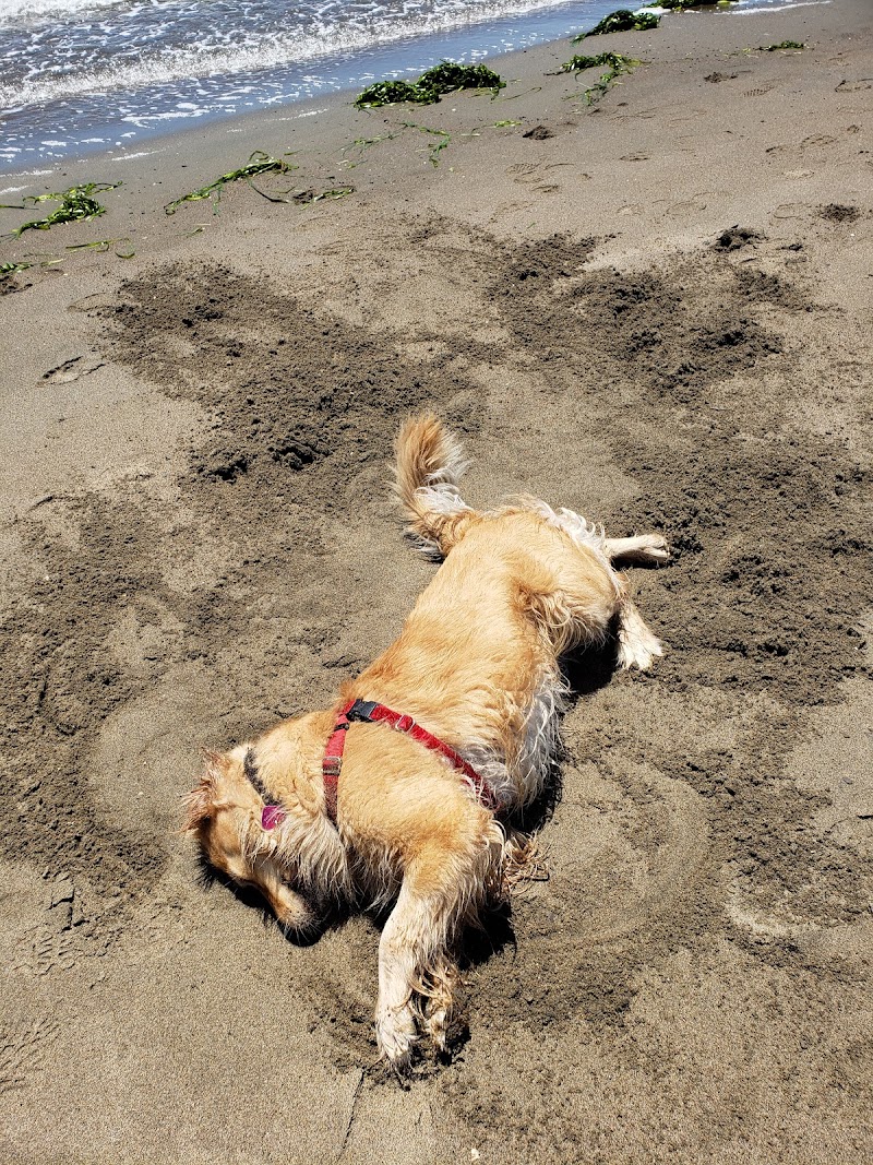 Alameda Dog Park - Alameda, CA