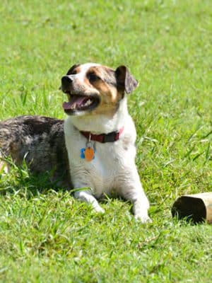 Alameda Dog Park