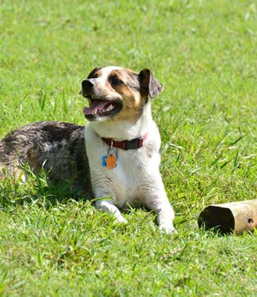 Alameda Dog Park