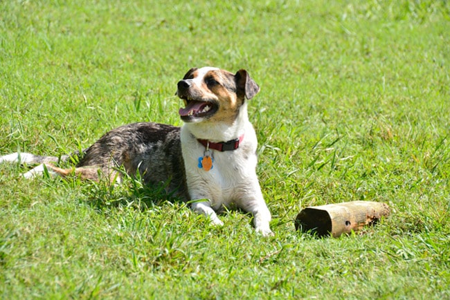 Alameda Dog Park - Alameda, CA