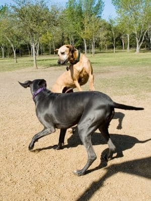 Alameda Dog Park