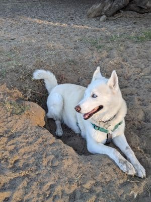 Alameda Dog Park