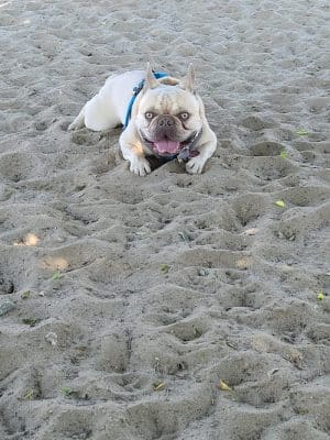 Alameda Dog Park
