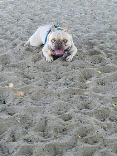 Alameda Dog Park