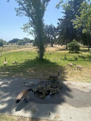 Crab Cove Duck Pond