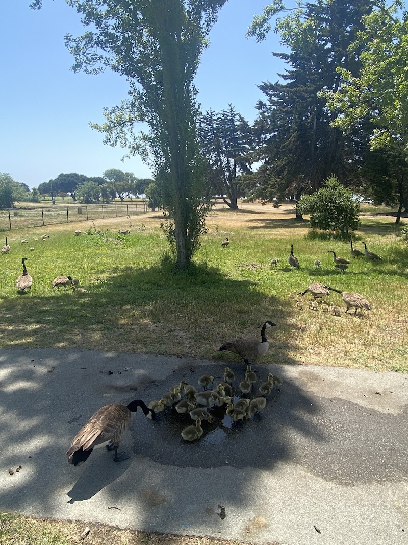 Crab Cove Duck Pond - Alameda, CA