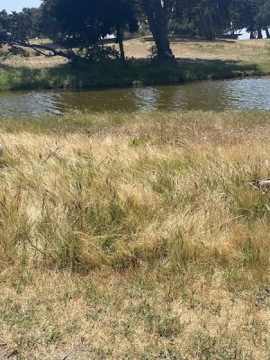 Crab Cove Duck Pond