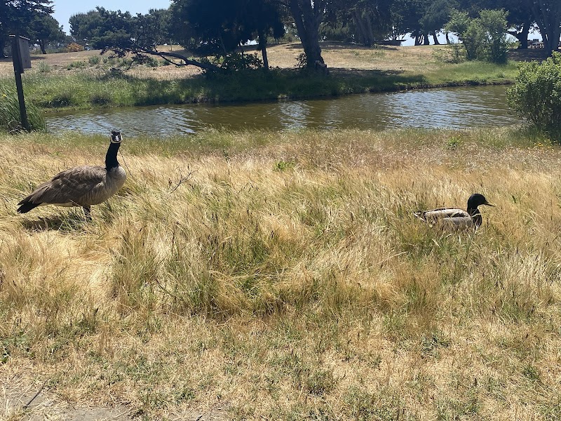 Crab Cove Duck Pond - Alameda, CA
