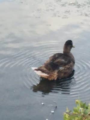 Crab Cove Duck Pond