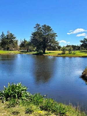 Crab Cove Duck Pond