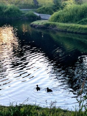 Crab Cove Duck Pond