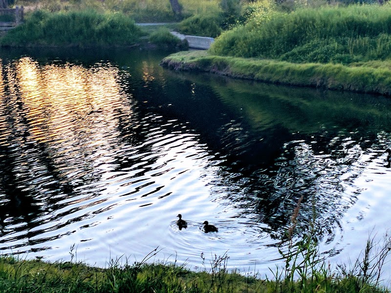 Crab Cove Duck Pond - Alameda, CA