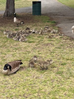 Crab Cove Duck Pond