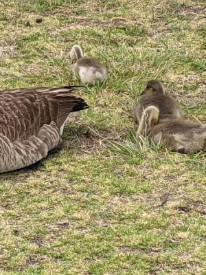 Crab Cove Duck Pond