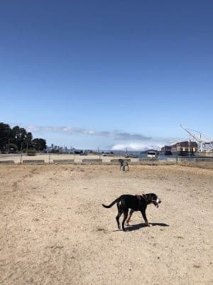 Main Street Dog Park
