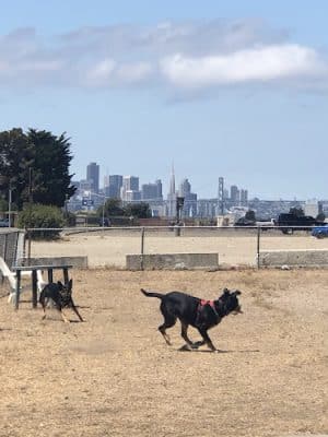 Main Street Dog Park