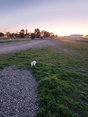 Main Street Dog Park