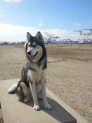 Main Street Dog Park