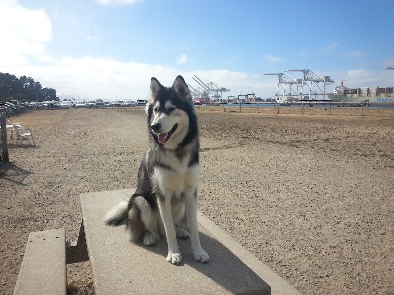 Main Street Dog Park - Alameda, CA