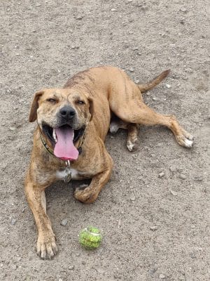 Main Street Dog Park