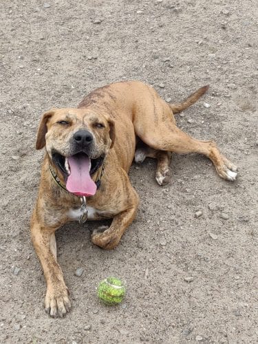Main Street Dog Park
