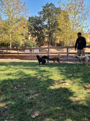 Hap Magee Ranch Dog Park