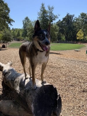 Hap Magee Ranch Dog Park