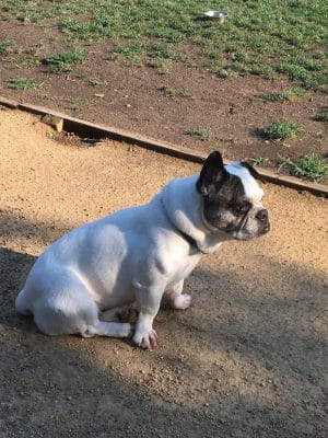 Hap Magee Ranch Dog Park