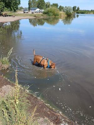 Blanca Vista Dog Park