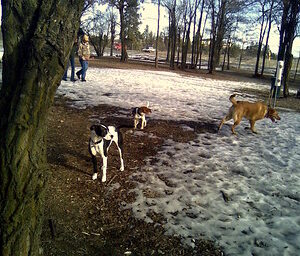 Department of General Services Dog Park