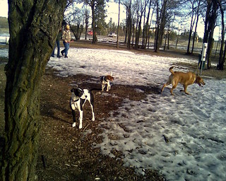 Department of General Services Dog Park