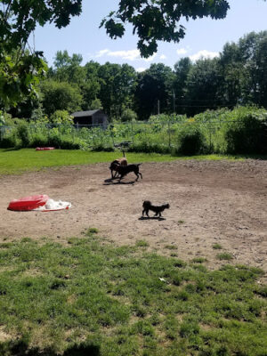Hartman Rd Dog Park