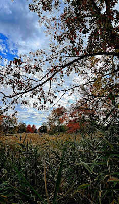 McKownville Park