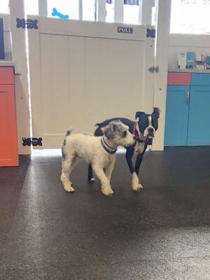 Muttz Dog Lounge