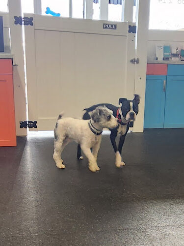 Muttz Dog Lounge