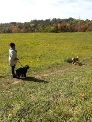 Normanskill Farm Dog Park