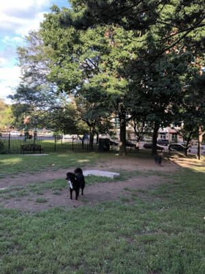 Olde English Downtown Dog Park