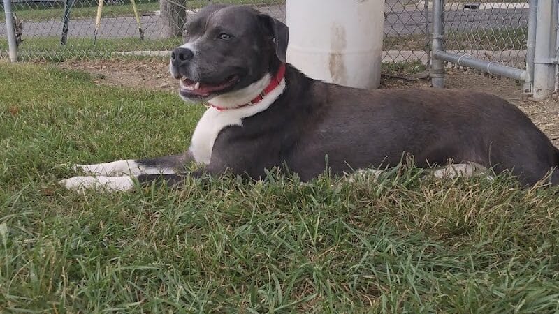 Albion Dog Park - Albion, MI