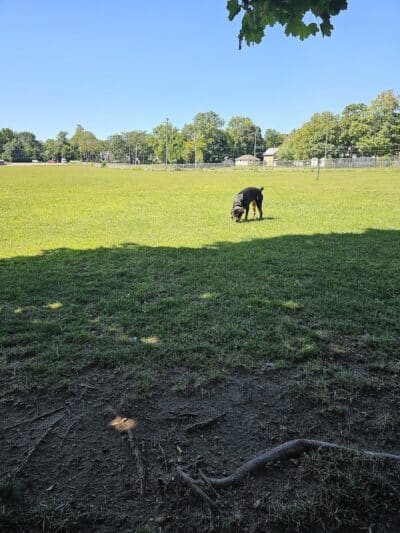 Albion Dog Park - Albion, MI