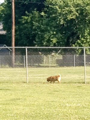 Albion Dog Park