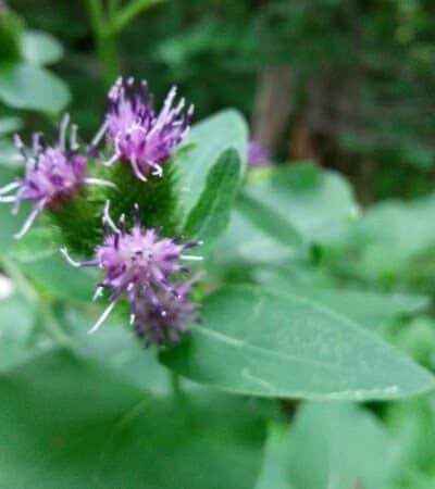 Coy Mountain Natural Area - Alden,
