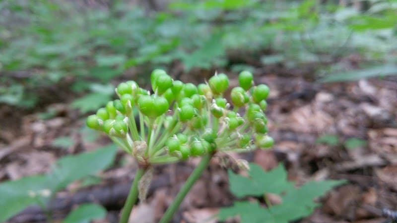 Coy Mountain Natural Area - Alden,
