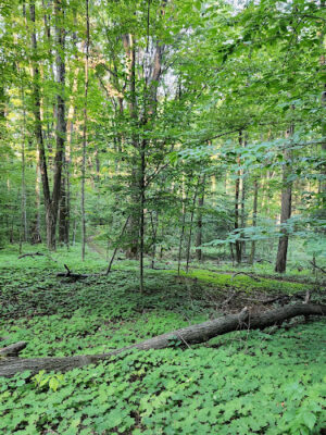 Coy Mountain Natural Area