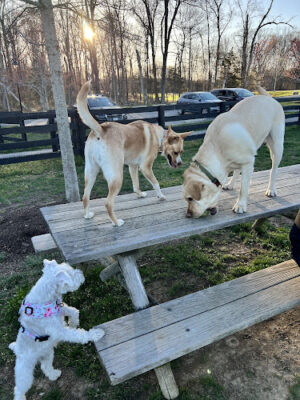 Willowsford - The Greens Dog Park